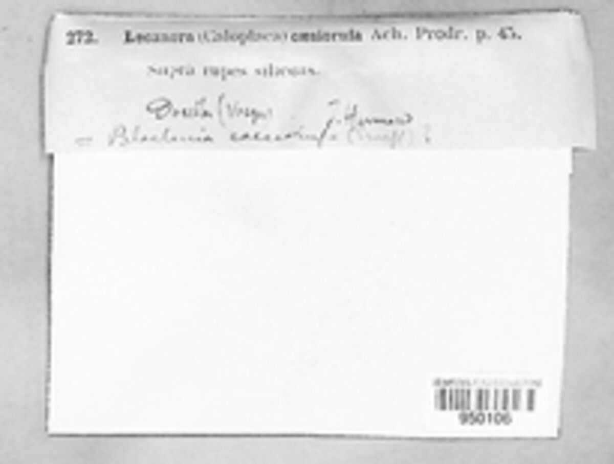 Caloplaca caesiorufa image